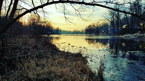 Reflection of trees in calm lake