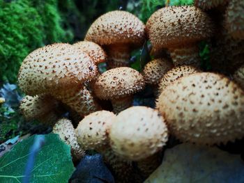 High angle view of mushrooms