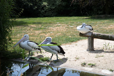 Birds perching on a lake