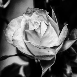 Close-up of rose blooming outdoors