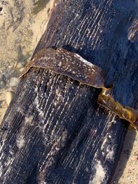 High angle view of lizard on wood