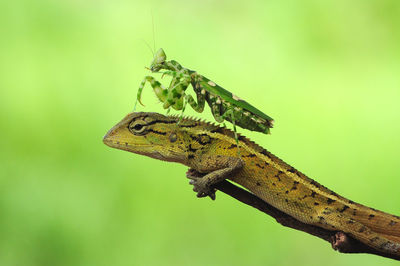 Close-up of insect on lizard