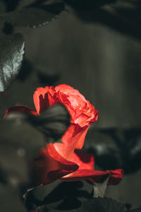 Close-up of red rose