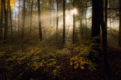 Sunlight streaming through trees in forest