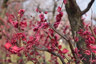 Close-up of pink flowers on tree