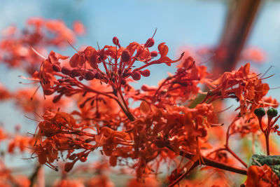 Close-up of red flowers against sky