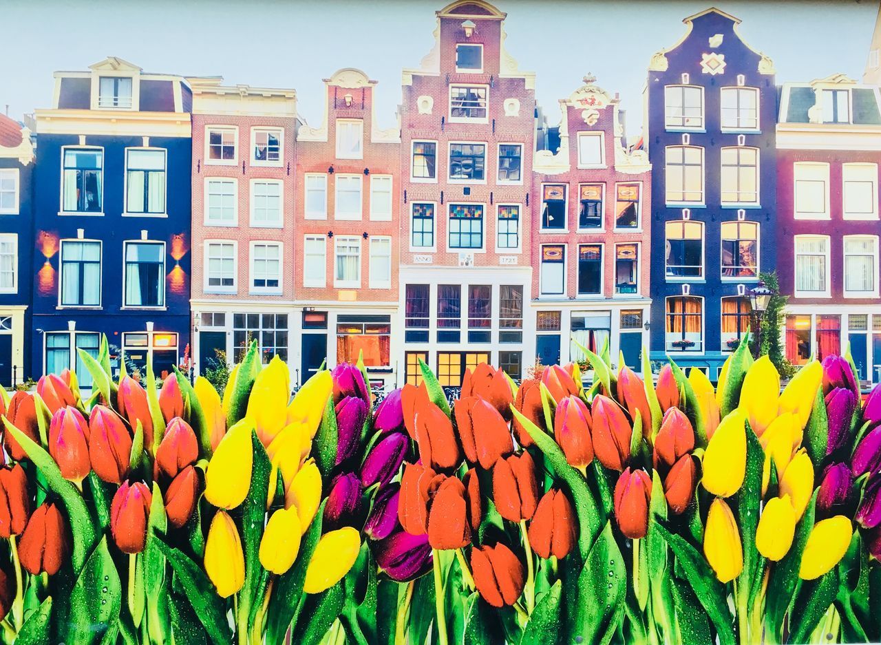 MULTI COLORED TULIPS IN BLOOM BY BUILDING