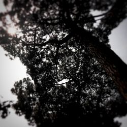 Low angle view of tree against sky