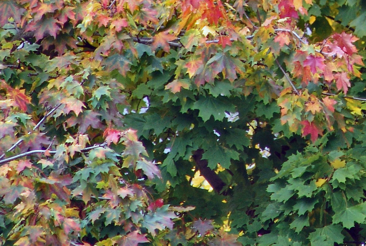 FULL FRAME SHOT OF PINK LEAVES