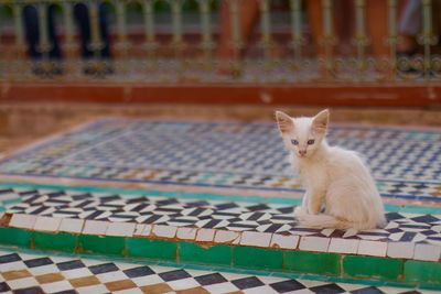 Portrait of cat sitting on floor