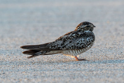 Nighthawk standing on a road surface