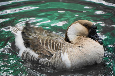 A goose and water droplets