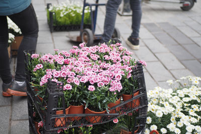 Low section of man holding potted plants