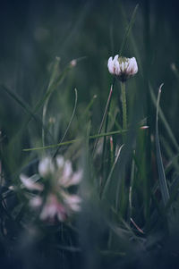 Close-up of purple flowering plant on field