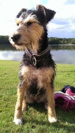 Dog relaxing on grassy field