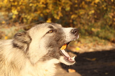 Close-up of a dog looking away