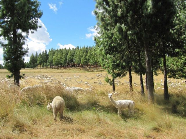 SHEEP GRAZING ON GRASSY FIELD AGAINST SKY