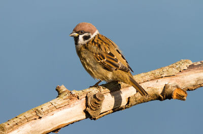 Field sparrow on dry thick branch against blue sky