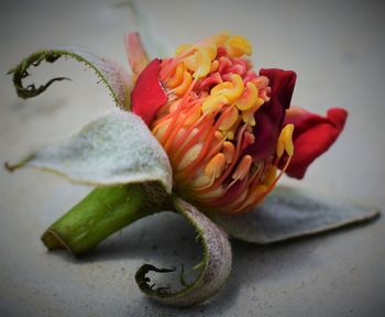 Close-up of roses on table