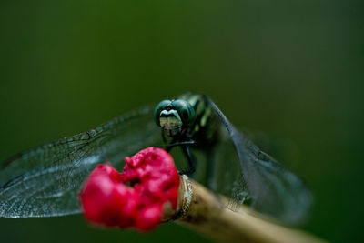 Close-up of insect on flower