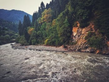 Scenic view of forest