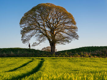 Tree on field against clear sky