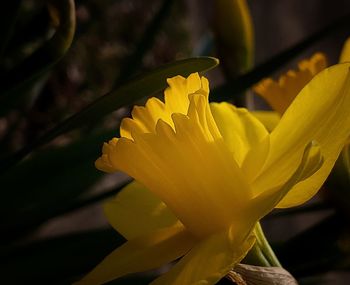 Close-up of yellow flowering plant