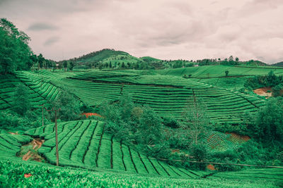 Beautiful scenery in indonesia with the charm of green tea