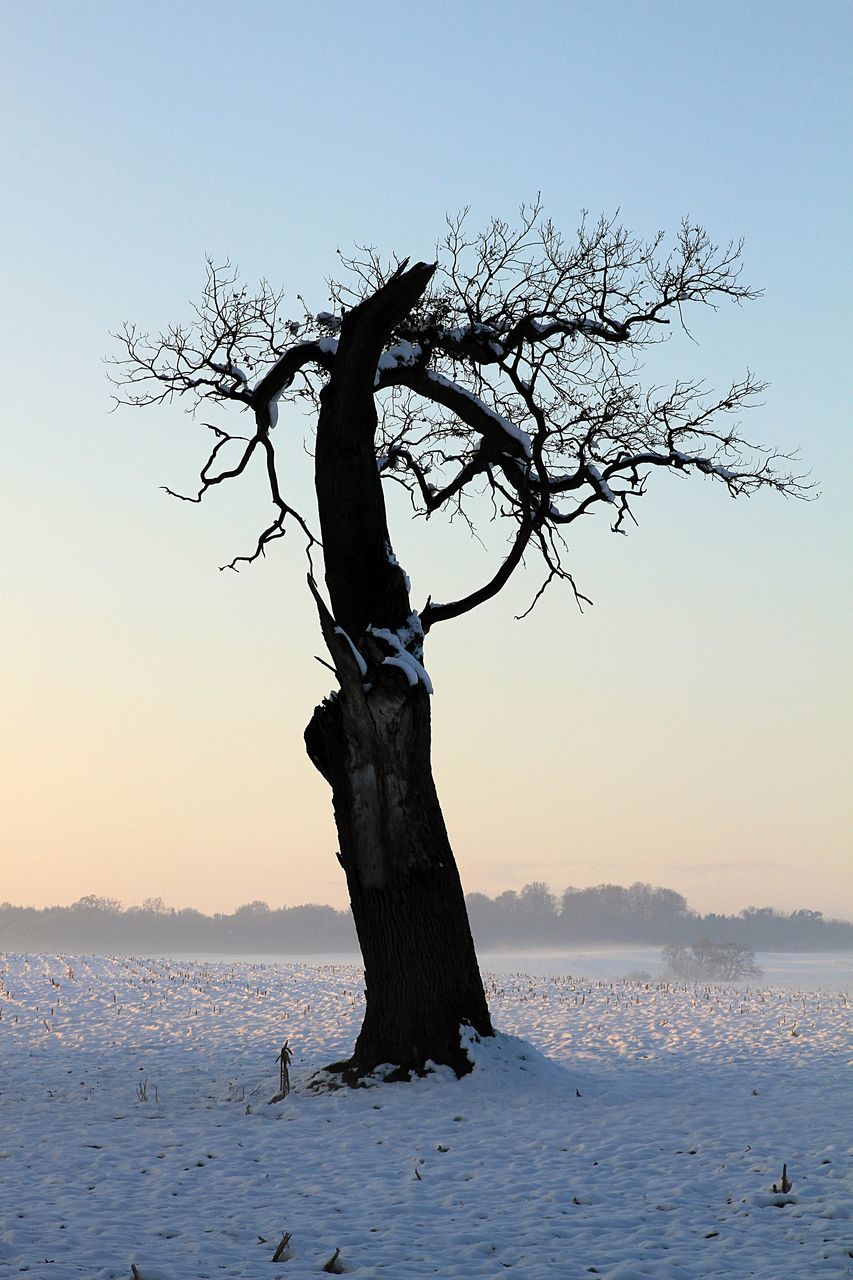 TREE ON BEACH DURING WINTER