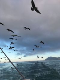 Low angle view of seagulls flying over sea against sky