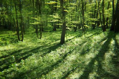 Trees in forest