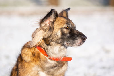 Close-up of a dog looking away