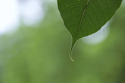 Close-up of green leaves