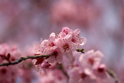 Close-up of pink cherry blossom