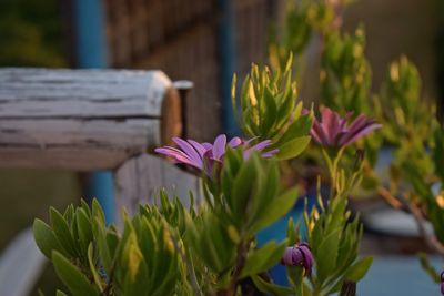 Close-up of pink flowering plant