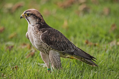 Close-up of eagle on grass