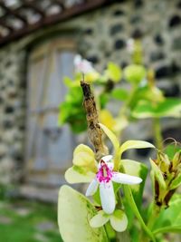 Close-up of butterfly pollinating on flower