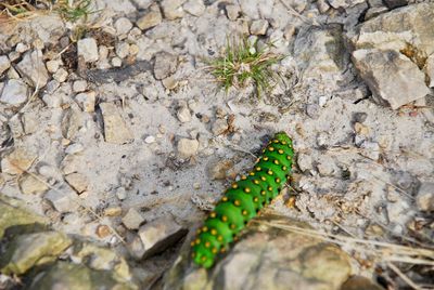 High angle view of insect on rock