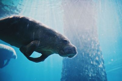 View of turtle swimming in sea