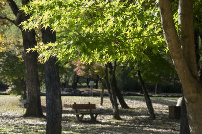 Trees in park