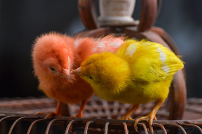 Close-up of cute chicks