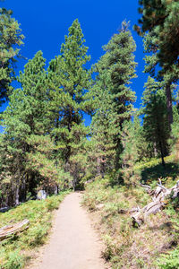 Footpath amidst trees and plants against sky