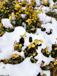 Leaves on snow covered field