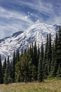 Pine trees on snowcapped mountains against sky