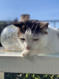 Close-up of a cat