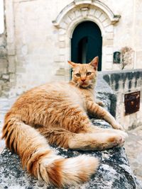 Cat lying in a building