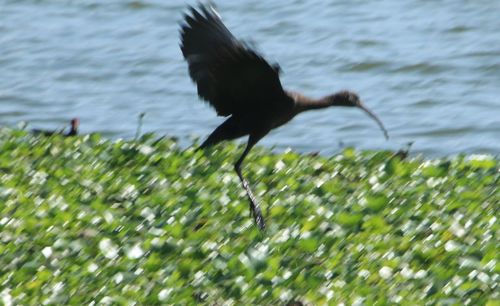 Bird flying over water