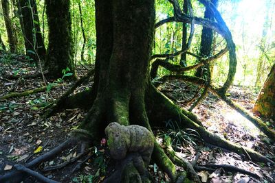 Trees growing in forest