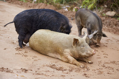 Pigs with piglet on sand