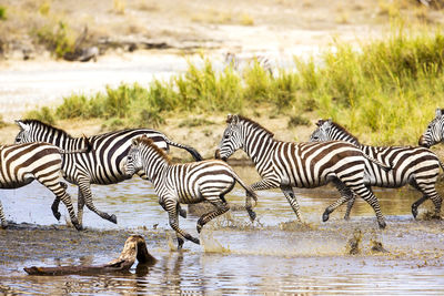 African zebra run in serengeti tanzania, africa. running together in the water.